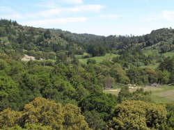 Vicinity of type collection in the Santa Cruz Mountains, Santa Cruz County, CA. Photo by Dylan Neubauer. Vicinity of type collection in the Santa Cruz Mountains, Santa Cruz County, CA. Photo by Dylan Neubauer.